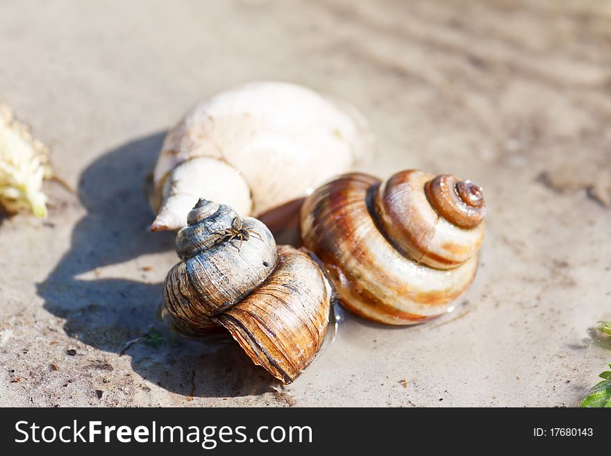 Snail shells on a sand in a lake shallow