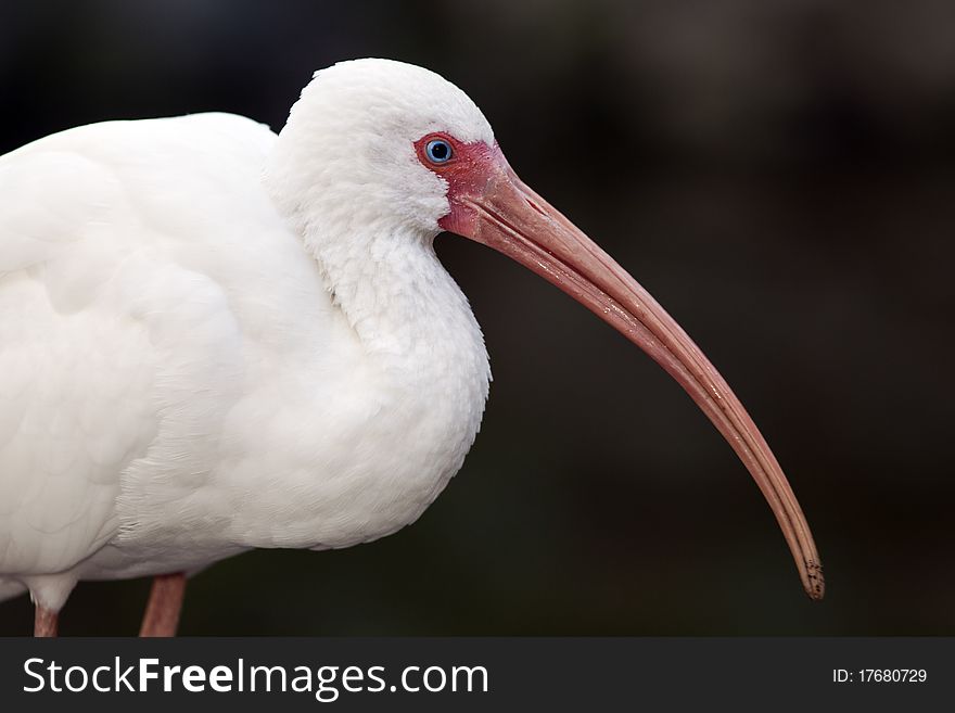 White Ibis ( Eudocimus albus) in Everglades National Park in Florida