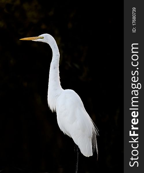 Snowy Egret in Everglades National Park in December