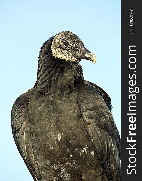 Black Vulture (Coragyps atratus) in Everglades National Park