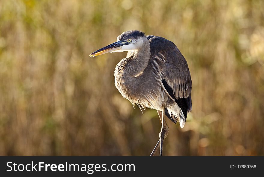 Great Blue Heron (ardea Herodias) in Everglades National Park in Florida