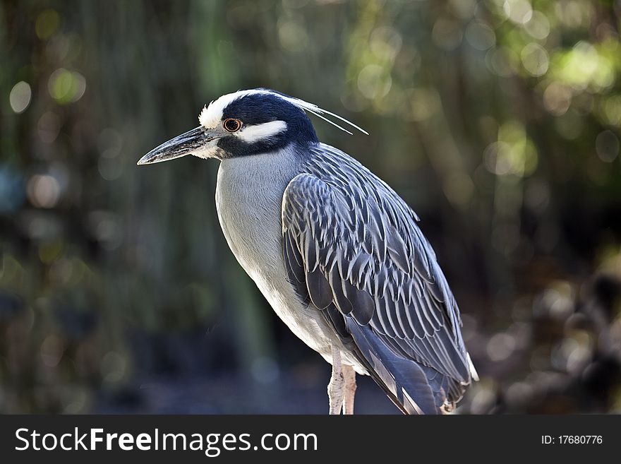 Yellow Crowned Night Heron (Nyctanassa Violacea) on railing in Florida park