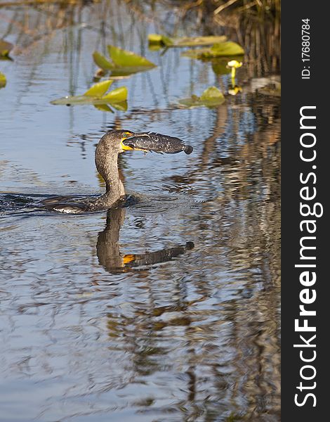 Great Cormorant (Phalacrocorax carbo) in Everglades National park in Florida having just caught a fish