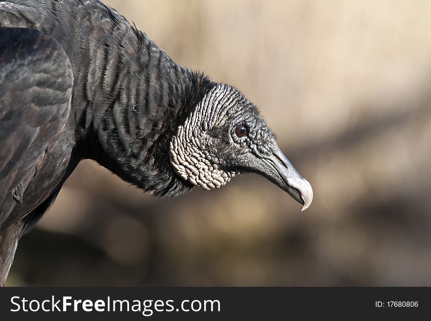 Black Vulture (Coragyps atratus) in Everglades National Park