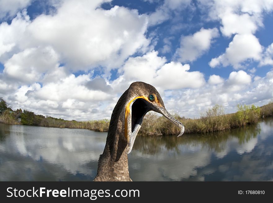 Great Cormorant (Phalacrocorax carbo) in Everglades National park in Florida