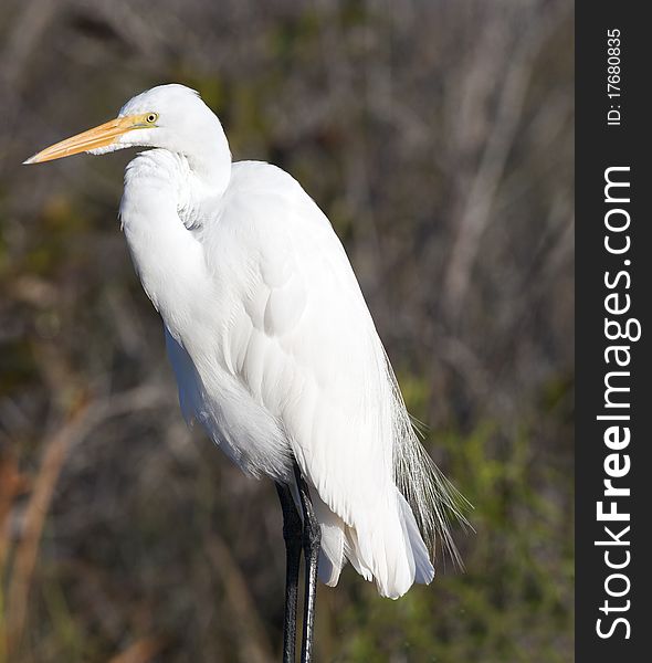 Snowy Egret in Everglades National Park in December