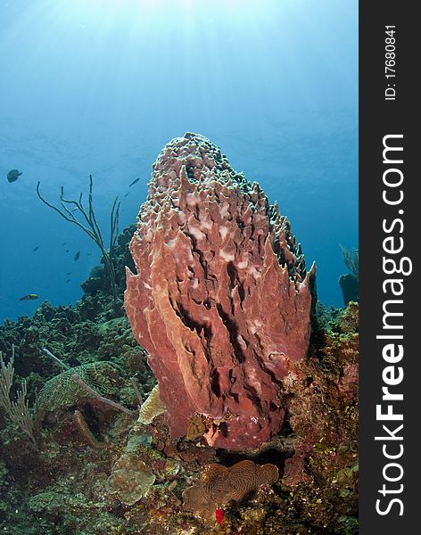 Coral Reef Barrel Sponge