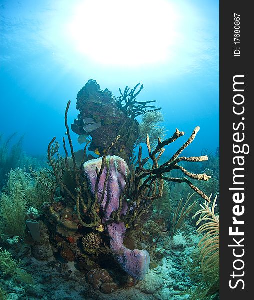 Underwater off the coast of Roatan Honduras - purple vase sponge. Underwater off the coast of Roatan Honduras - purple vase sponge