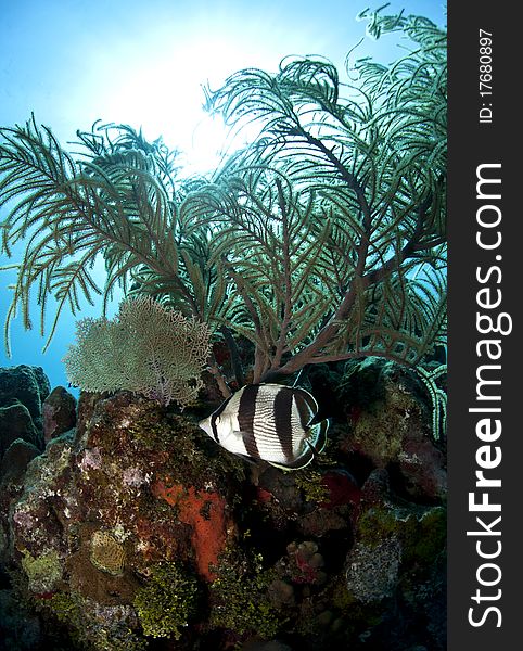 Underwater off the coast of Roatan Honduras - banded Butterflyfish (Chaetodon striatus)