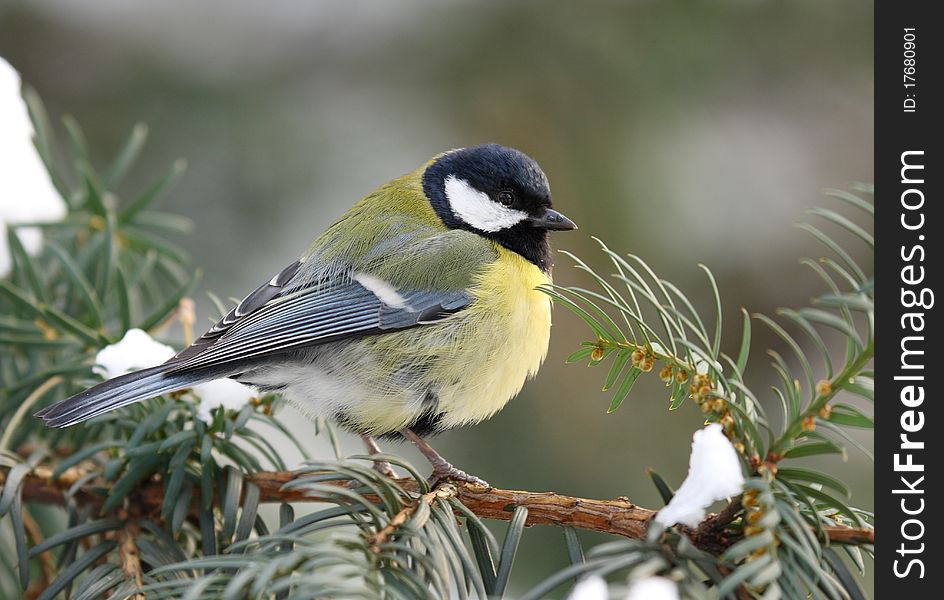 Great tit on fir branch