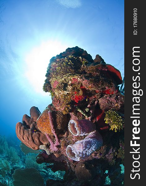 Underwater off the coast of Roatan Honduras - purple vase sponge. Underwater off the coast of Roatan Honduras - purple vase sponge