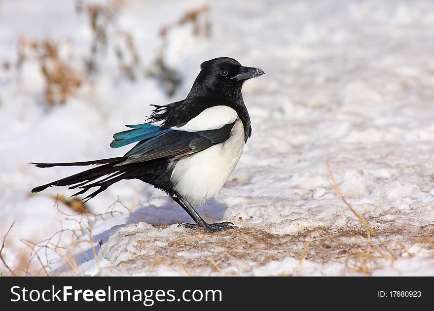 Magpie (pica pica) standing on snow. Magpie (pica pica) standing on snow