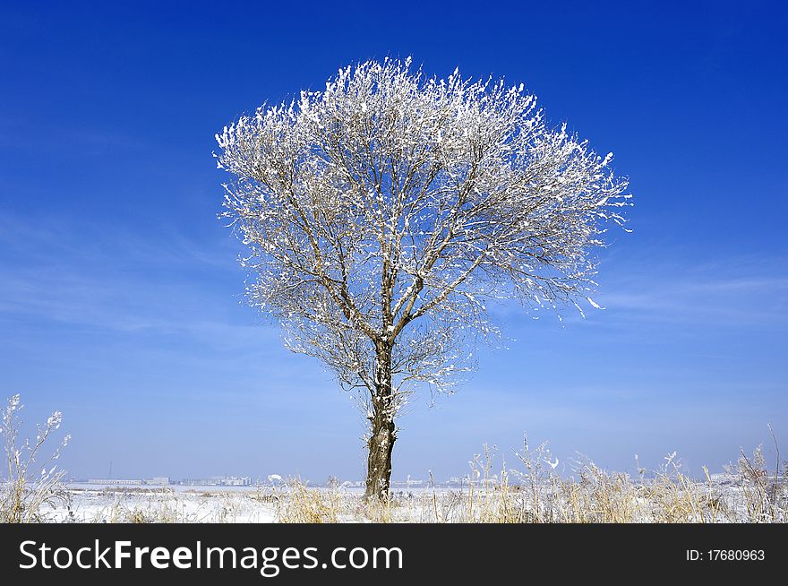 Hoar frost or a thin snow layer on trees against a blue sky. Hoar frost or a thin snow layer on trees against a blue sky
