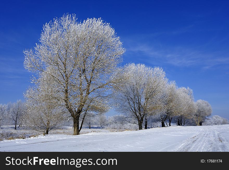 Hoar frost or a thin snow layer on trees against a blue sky. Hoar frost or a thin snow layer on trees against a blue sky