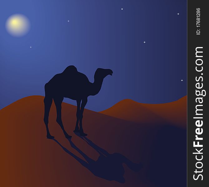 Camel at night