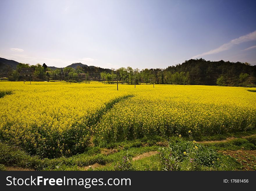 Large field of oil seed crop. Large field of oil seed crop.