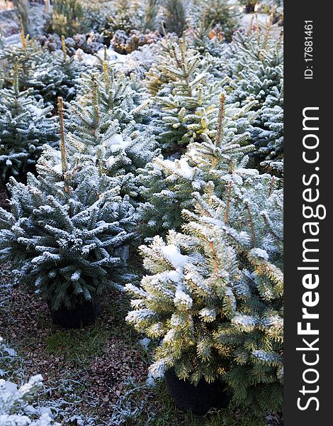 Seedlings of pines under the snow