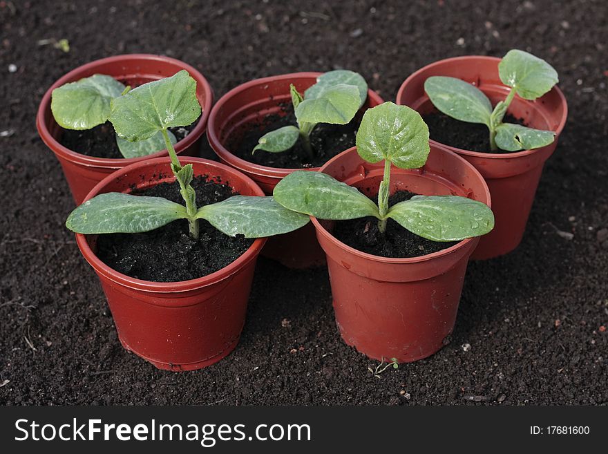 Vegetable Seedlings Closeup  In Pots