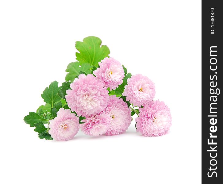 Pink daisy flowers isolated on white - close-ups