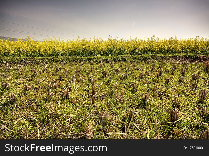 Aridity Rape, Rice Field