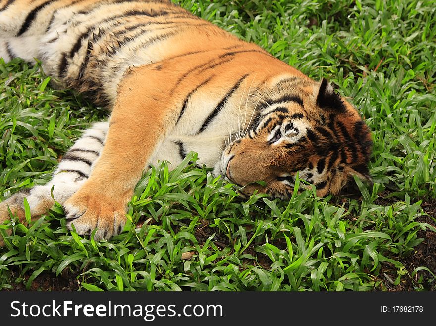 Tiger lying down on grass. Tiger lying down on grass.