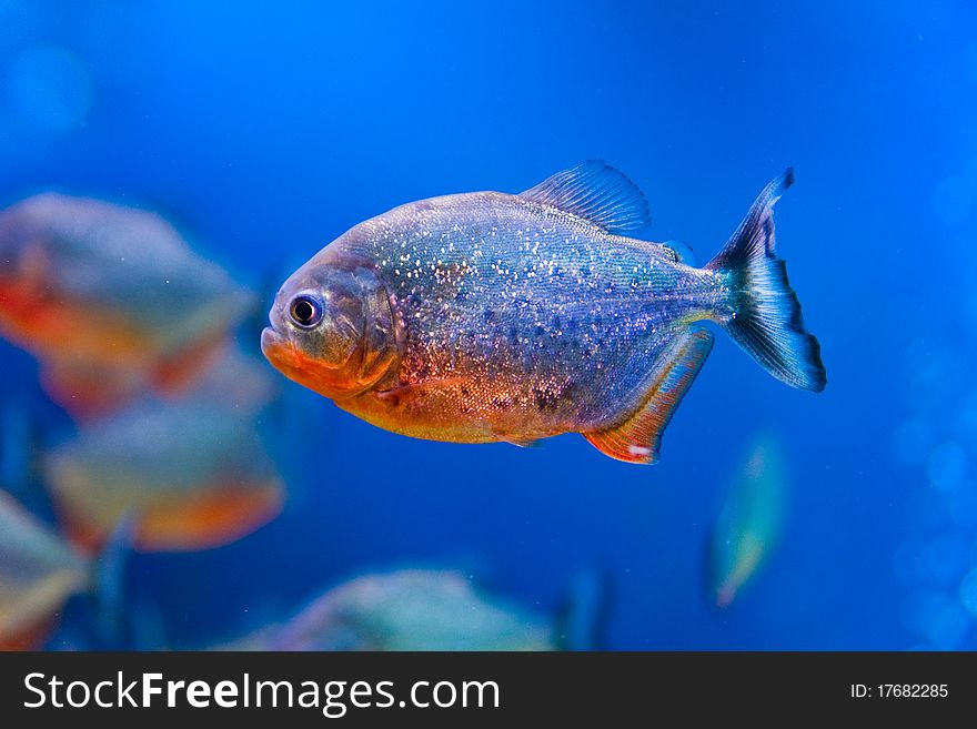 Colorful fish in aquarium saltwater world. Colorful fish in aquarium saltwater world