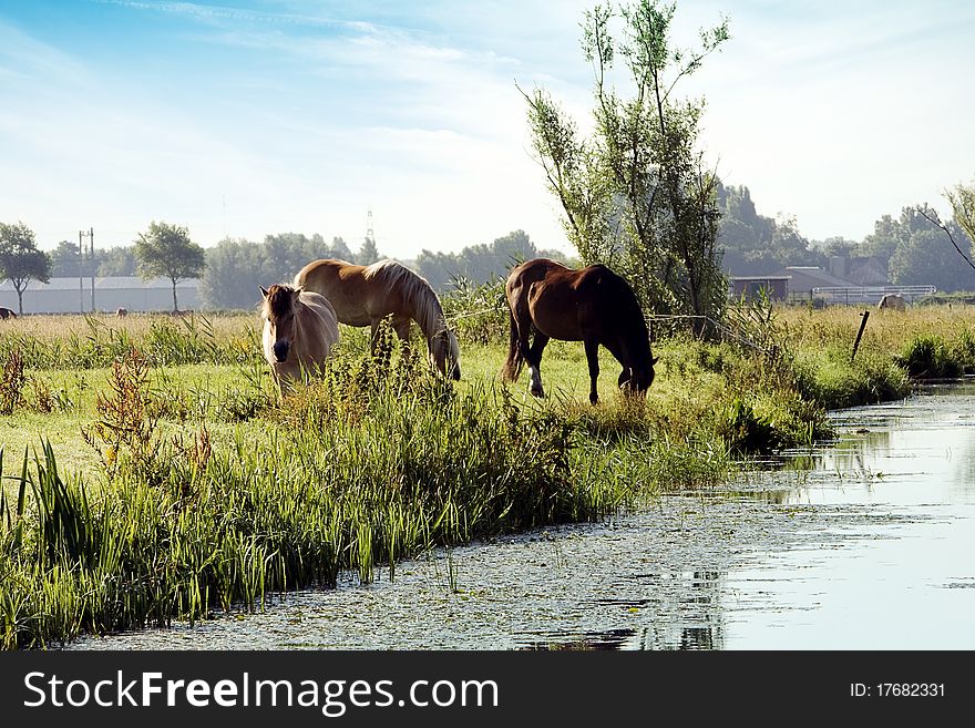 Horses grazing water