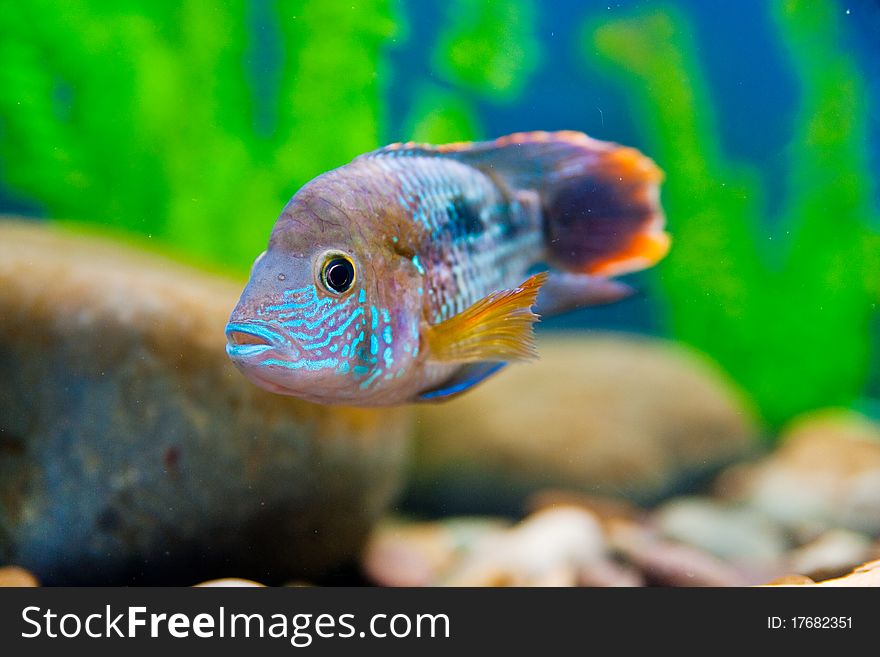 Colorful fish in aquarium saltwater world. Colorful fish in aquarium saltwater world