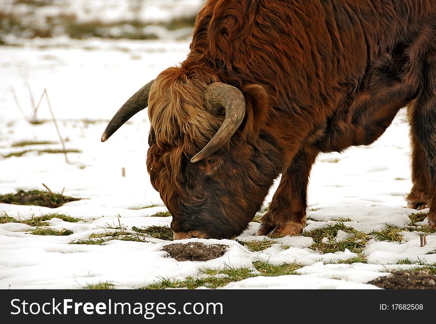 Scottish highlander cow grazing in the snow. Scottish highlander cow grazing in the snow