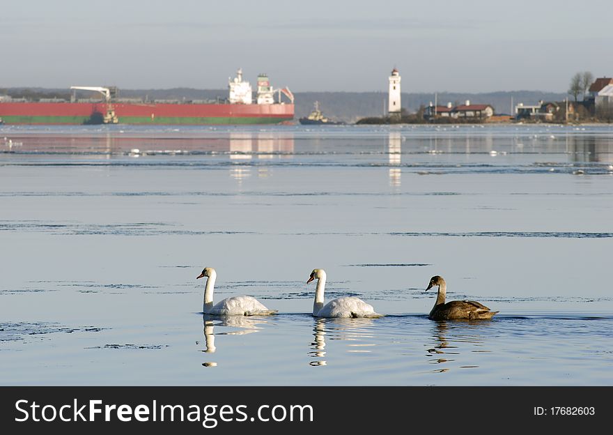 Three Swans on winter sea close to Fredericia and Strib lighthouse in Denmark.