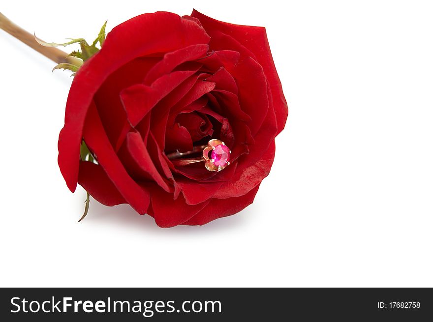 Ring with ruby in red roseon white background