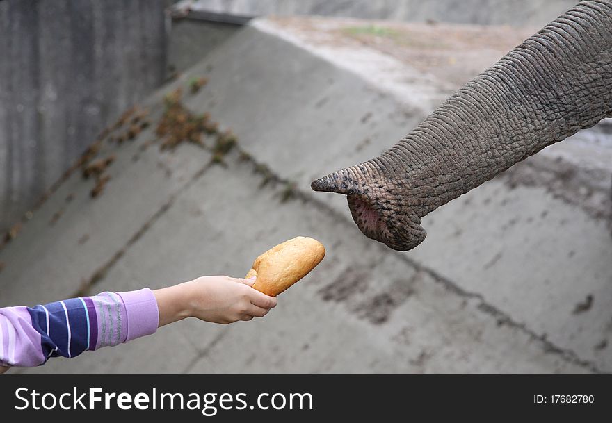 An elephant is feeding by a young girl