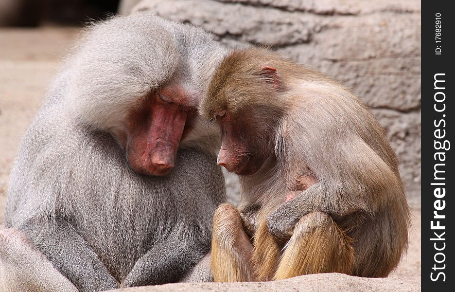 Portrait view of a sleepy pair of Hamadryas Baboons (Papio hamadryas). Portrait view of a sleepy pair of Hamadryas Baboons (Papio hamadryas)