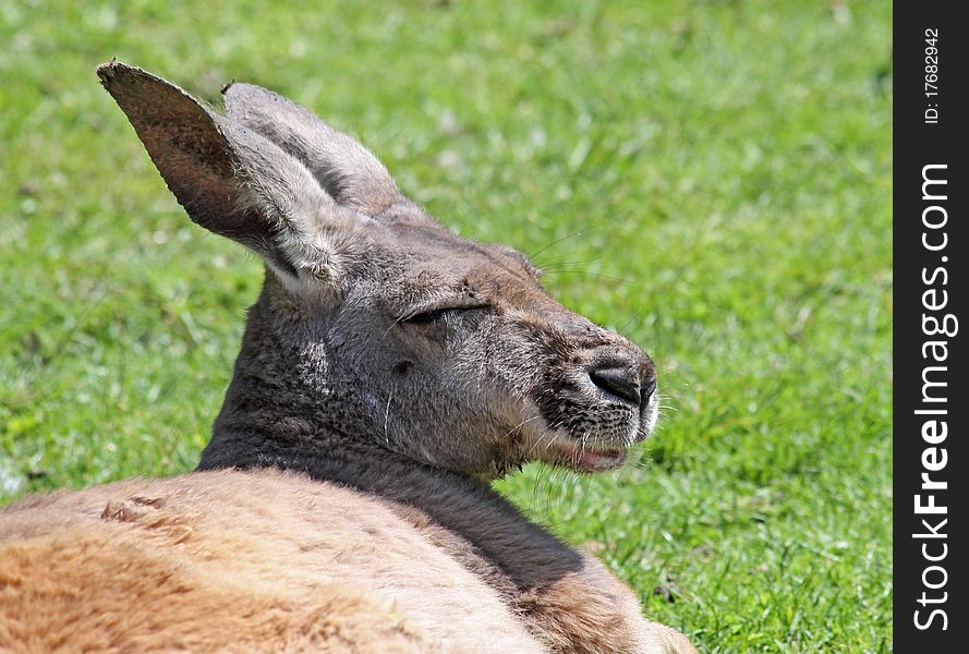 Close-up view of a sleepy Grey Kangaroo (Macropus giganteus). Close-up view of a sleepy Grey Kangaroo (Macropus giganteus)