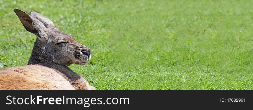 Portrait view of a sleepy Grey Kangaroo (Macropus giganteus) with copy space. Portrait view of a sleepy Grey Kangaroo (Macropus giganteus) with copy space