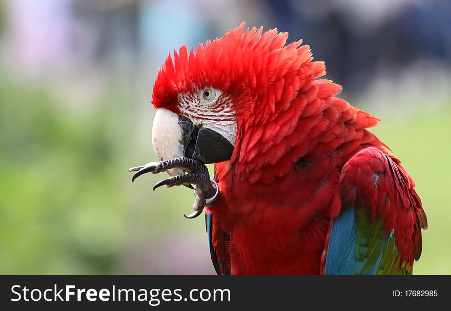 Close-up view of a Red-and-green Macaw with copy space. Close-up view of a Red-and-green Macaw with copy space
