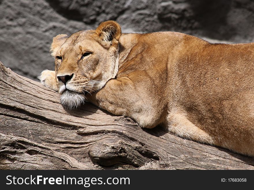 Sleepy female lion lies on a trunk. Sleepy female lion lies on a trunk