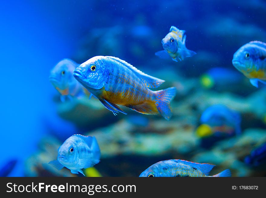 Colorful fish in aquarium saltwater world. Colorful fish in aquarium saltwater world