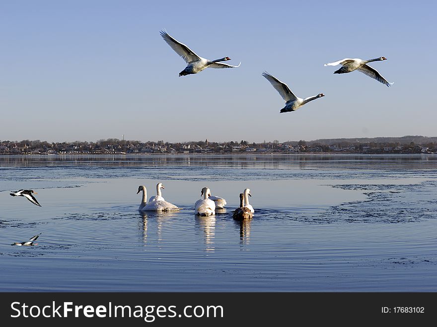 One oystercatcher and wild group of swans flying and swimming by over winter sea in Denmark. One oystercatcher and wild group of swans flying and swimming by over winter sea in Denmark.