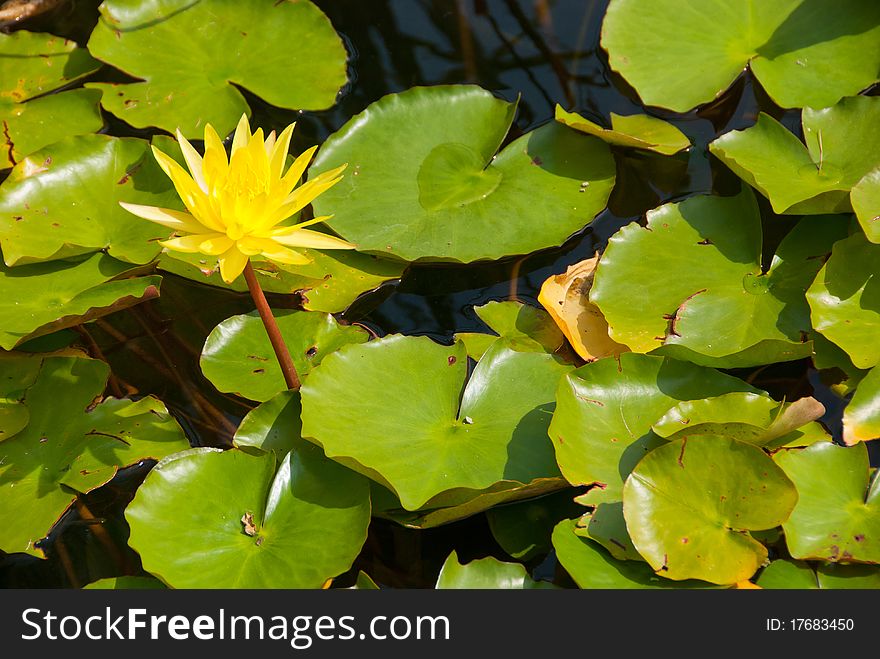 Yellow lily flower blooming on pond