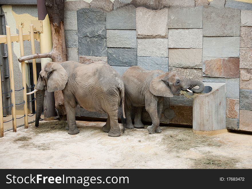 Elephants living in a zoo. Elephants living in a zoo