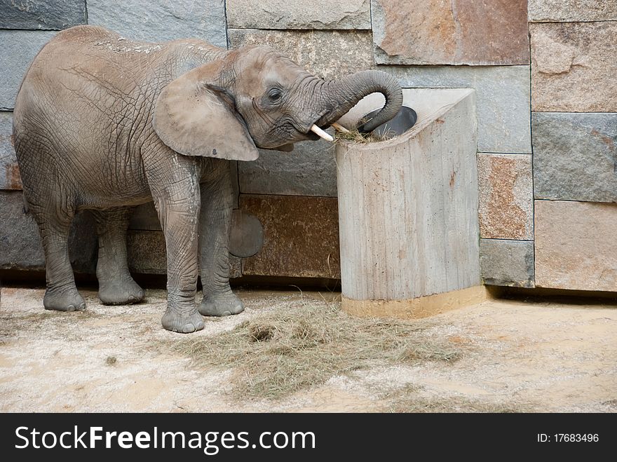 Elephant eats at the zoo. Elephant eats at the zoo