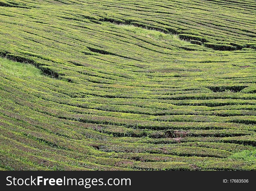 Tea fields at Sao Miguel (Azores Islands) 01. Tea fields at Sao Miguel (Azores Islands) 01