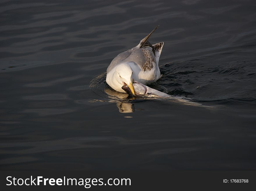 Gull on Atlantic ocean in Norway