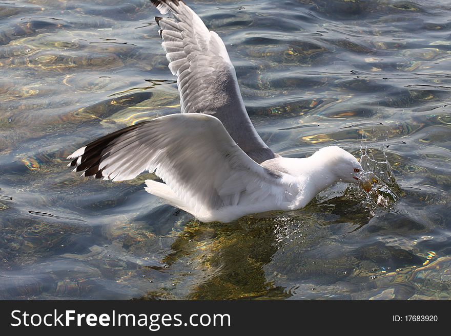 Gull on Atlantic ocean