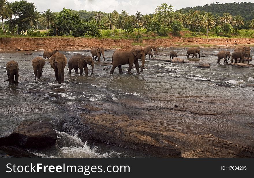 Elefanti