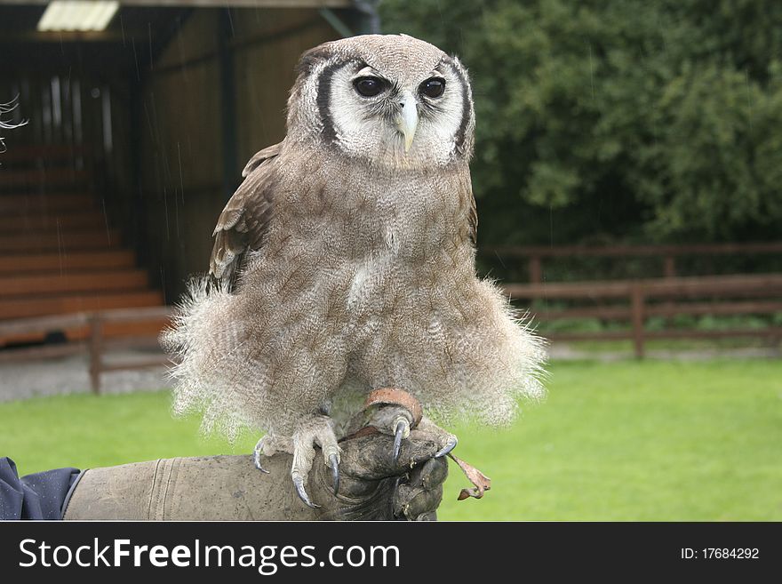 Verreaux's Eagle Owl perched on falconers arm. Verreaux's Eagle Owl perched on falconers arm