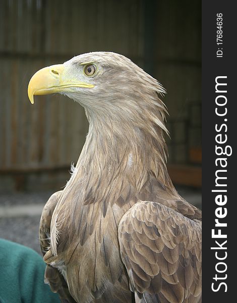 Profile view of the white tailed sea eagle. Profile view of the white tailed sea eagle