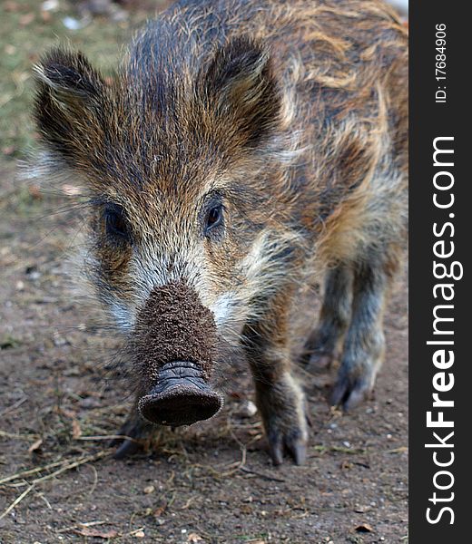 Young wild boar looking at you