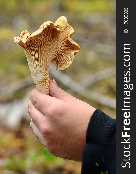 A closeup photograph of a Chanterelle Mushroom in the woods